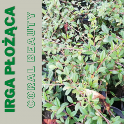 Irga płożąca  "Coral Beauty"